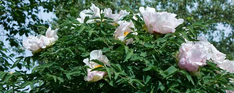 白芍什么时候种植最好，白芍的种植方法