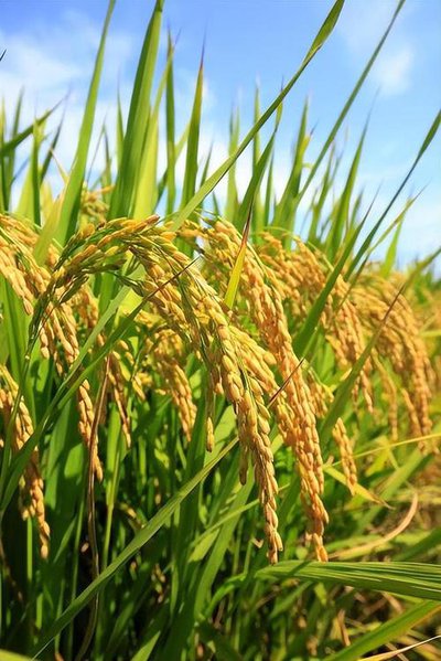 2025全球水稻产业年度回顾：从″增产″到″系统重塑″的范式转移